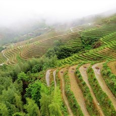 Dragon's Backbone rice terraces